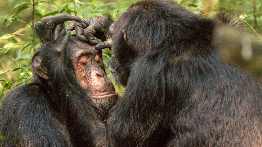 Rekambo Chimpanzees Seen Using Crushed Insects to Treat Open Wounds
