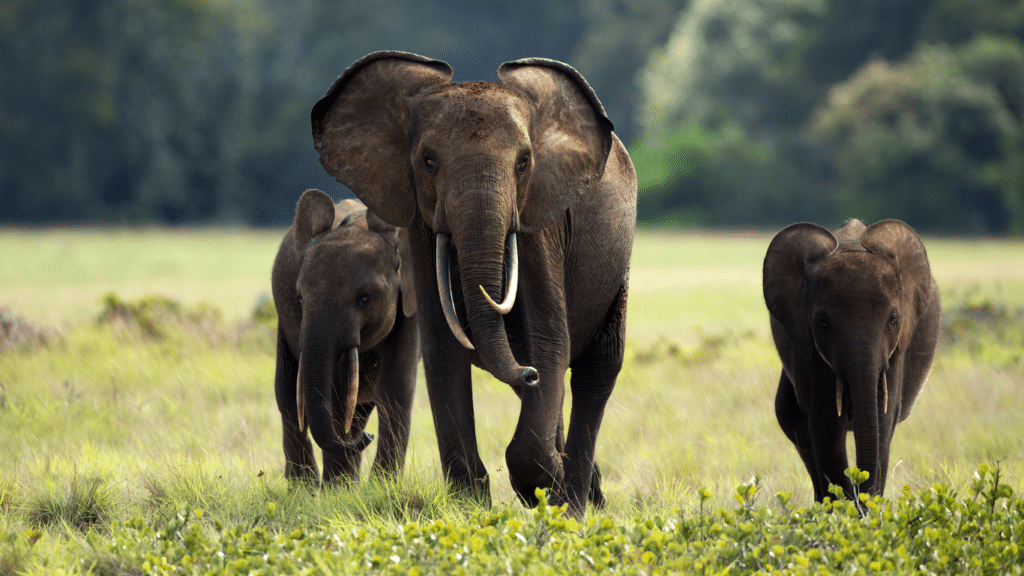 Africa Geographic: More Forest Elephants in Gabon Than Previously Thought – New Research