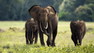 New Research Reveals More Forest Elephants in Gabon Than Previously Thought