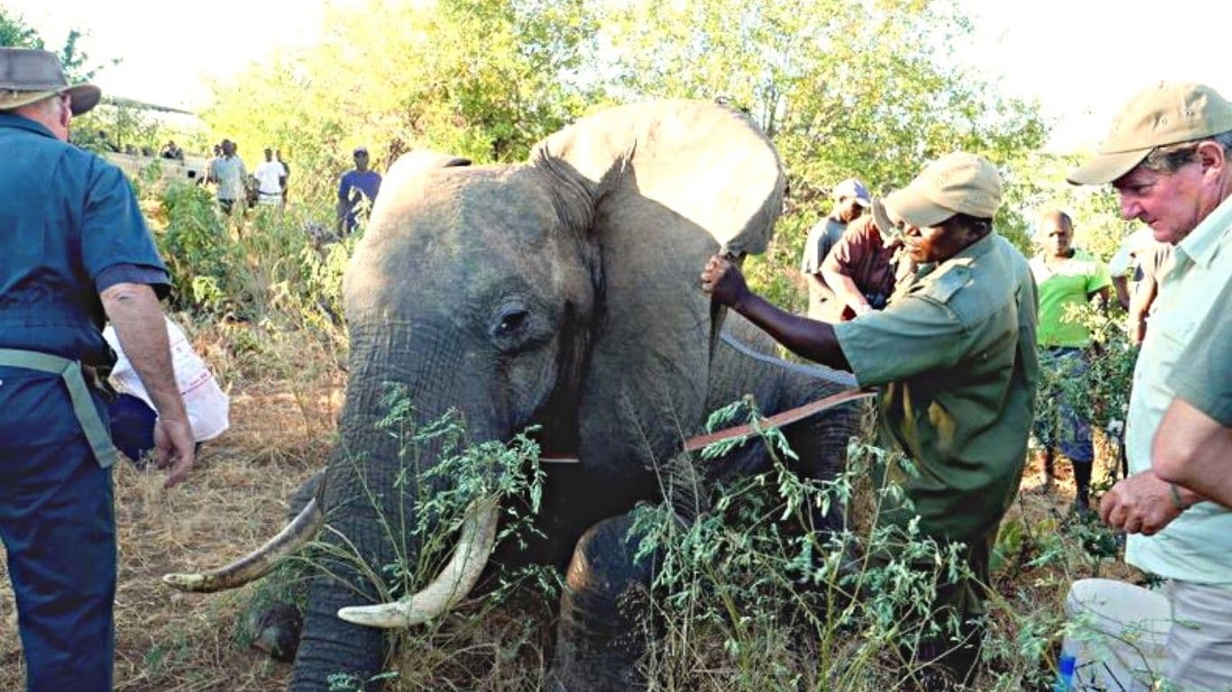Chinese-led ivory poachers need to be stopped!