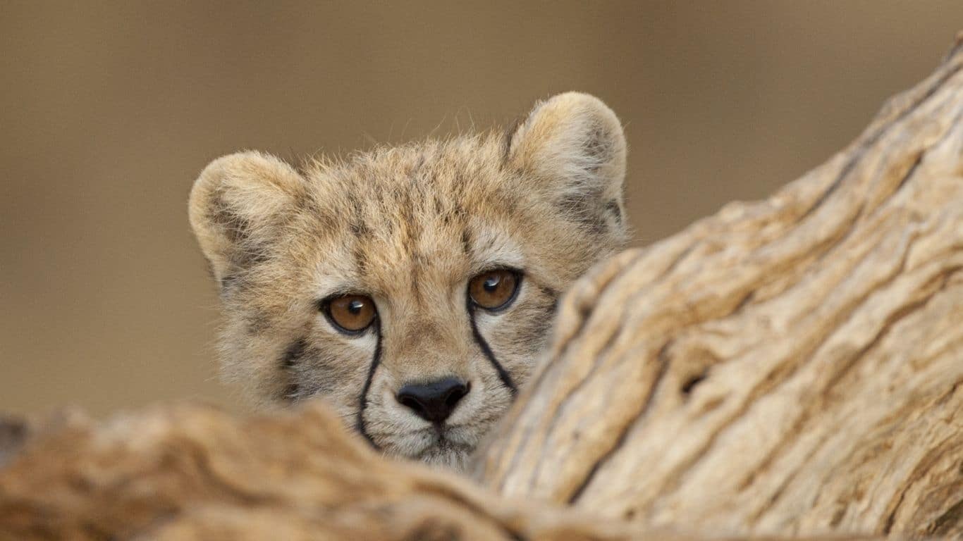 CHEETAHS at RISK! Illegal wildlife trafficking, habitat destruction, loss of genetic diversity…