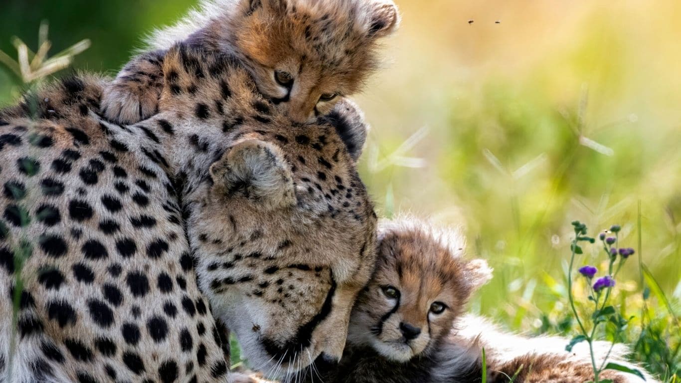 CHEETAHS at RISK! Illegal wildlife trafficking, habitat destruction, loss of genetic diversity…