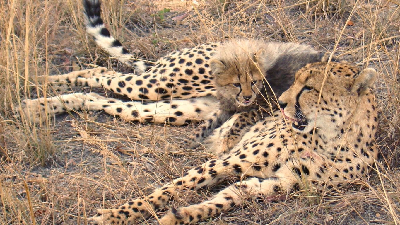 CHEETAHS at RISK! Illegal wildlife trafficking, habitat destruction, loss of genetic diversity…