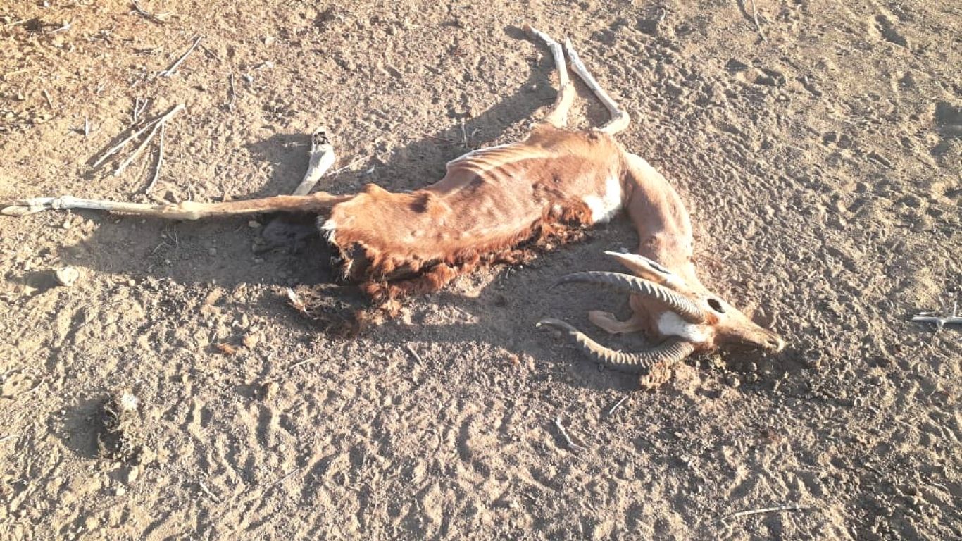 EXTREMELY URGENT! A deadly drought is killing countless wild animals in Africa; one last push and we can provide life-saving water!