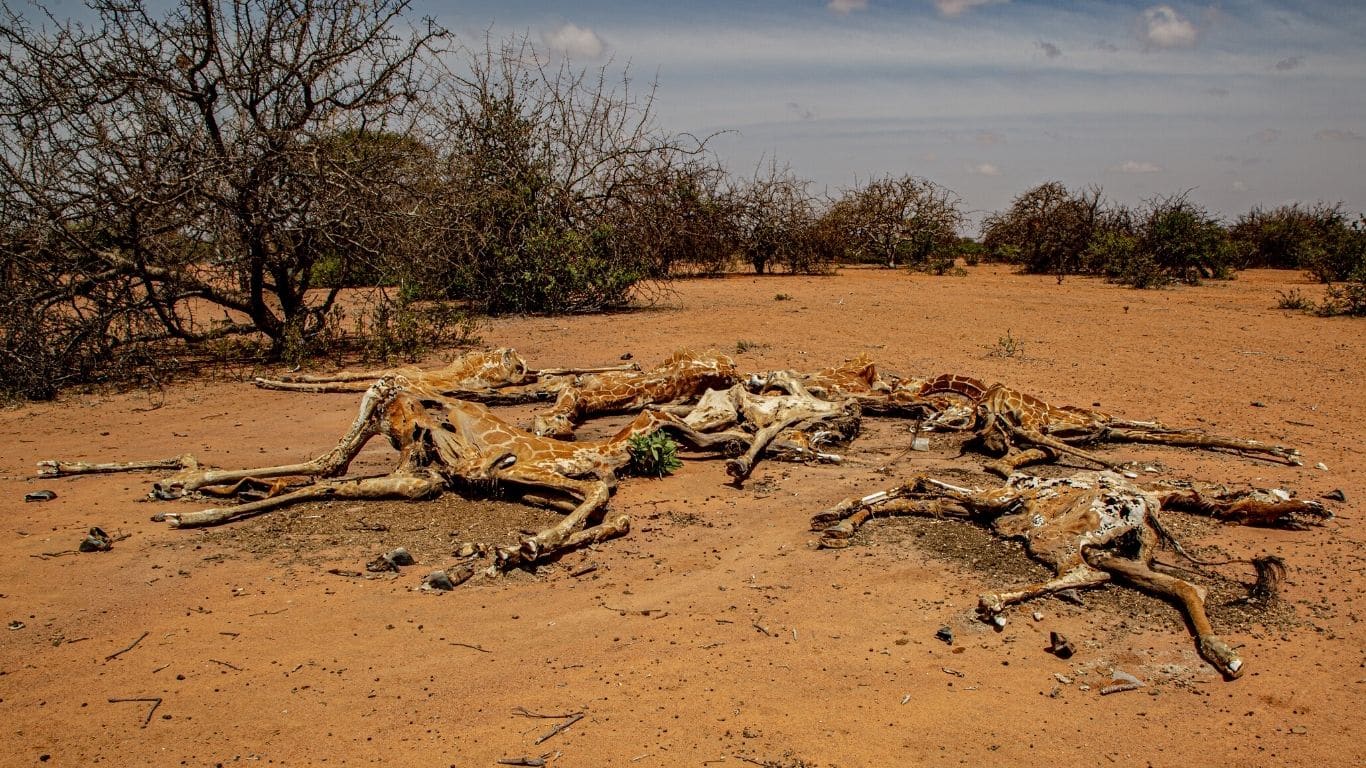 EXTREMELY URGENT! A deadly drought is killing countless wild animals in Africa; one last push and we can provide life-saving water!