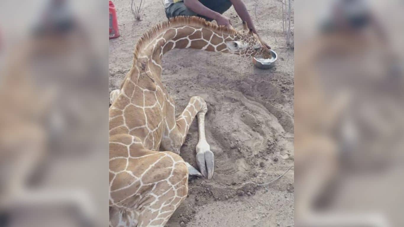 EXTREMELY URGENT! A deadly drought is killing countless wild animals in Africa; one last push and we can provide life-saving water!