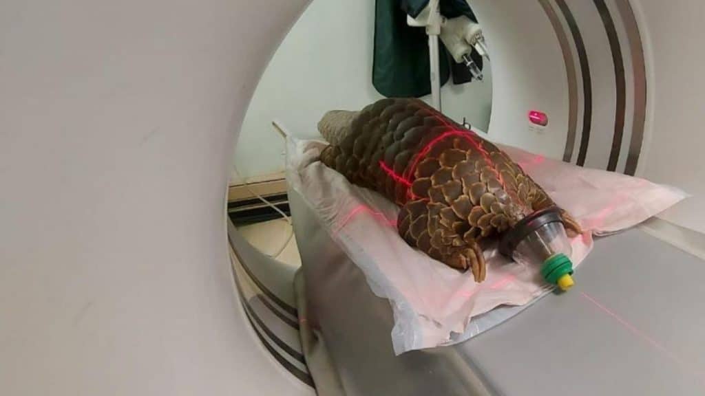 Rescued BABY wild animals (including 4 endangered pangolins) in the clinic are at RISK OF DEATH from stifling heat due to constant power outages!