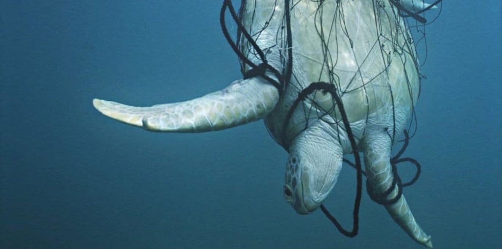 IMAGINE being caught in a fisherman’s net, unable to breathe, destined to SUFFOCATE and DROWN! IMAGINE being a sea turtle!