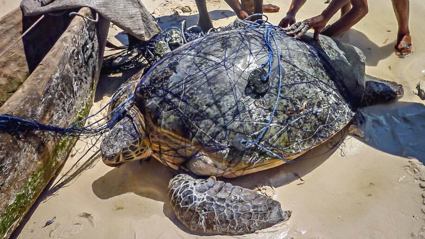 IMAGINE being caught in a fisherman's net, unable to breathe, destined to  SUFFOCATE and DROWN! IMAGINE being a sea turtle! - Animal Survival  International