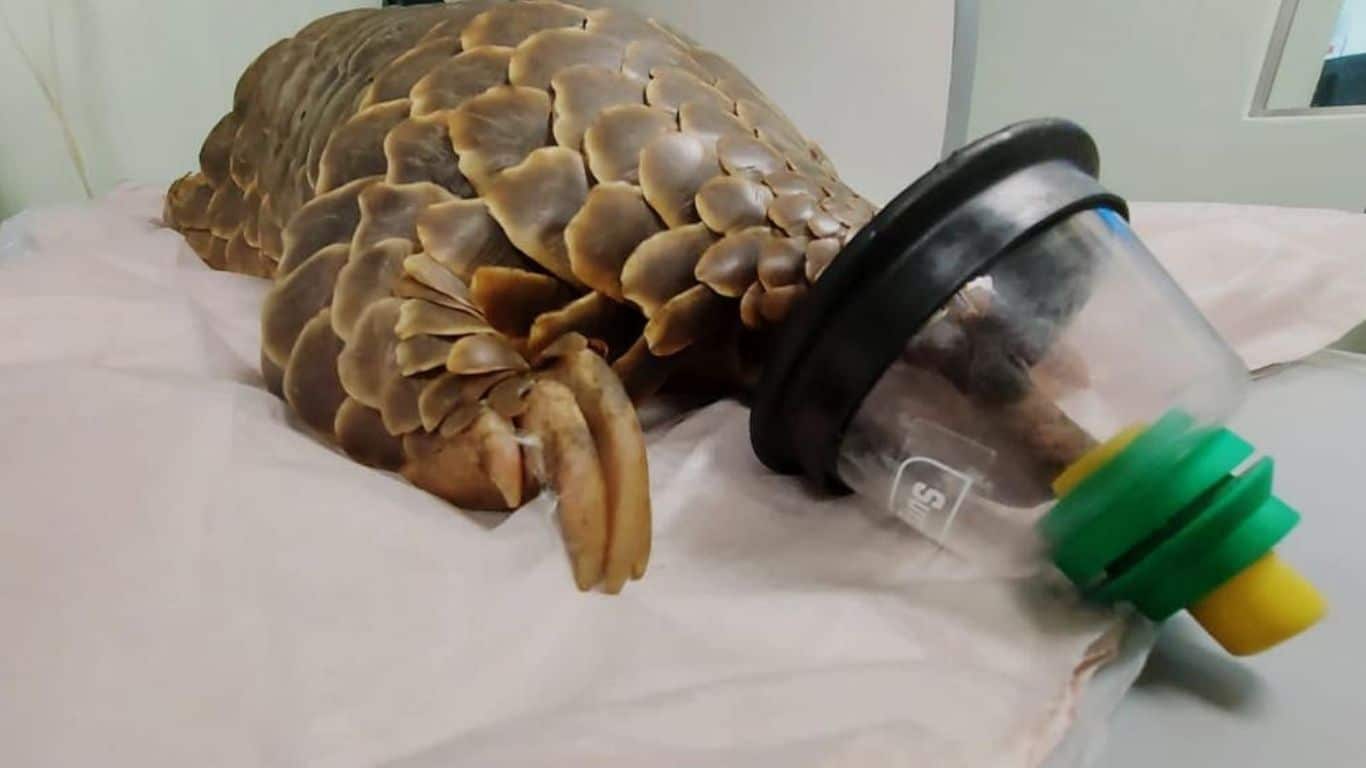 Rescued BABY wild animals (including 4 endangered pangolins) in the clinic are at RISK OF DEATH from stifling heat due to constant power outages!