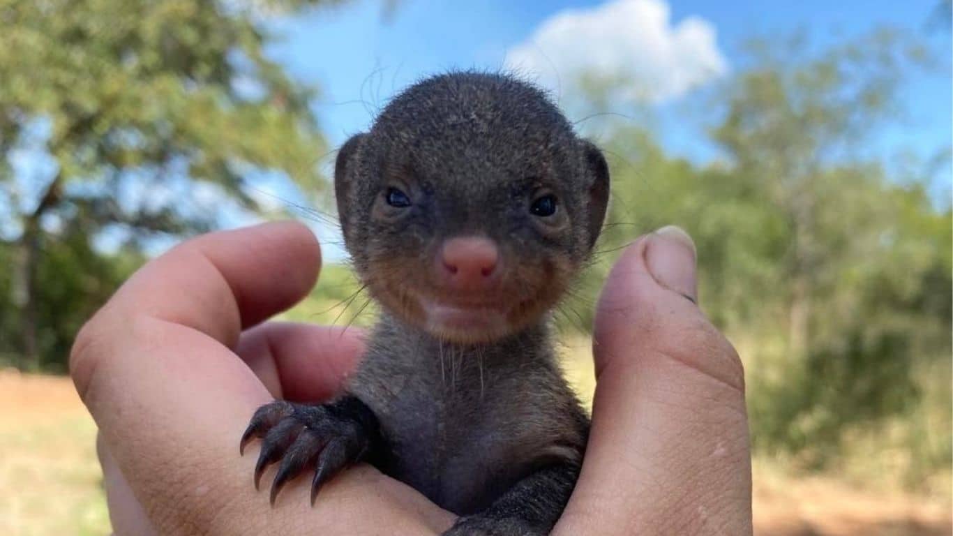 Rescued BABY wild animals (including 4 endangered pangolins) in the clinic are at RISK OF DEATH from stifling heat due to constant power outages!