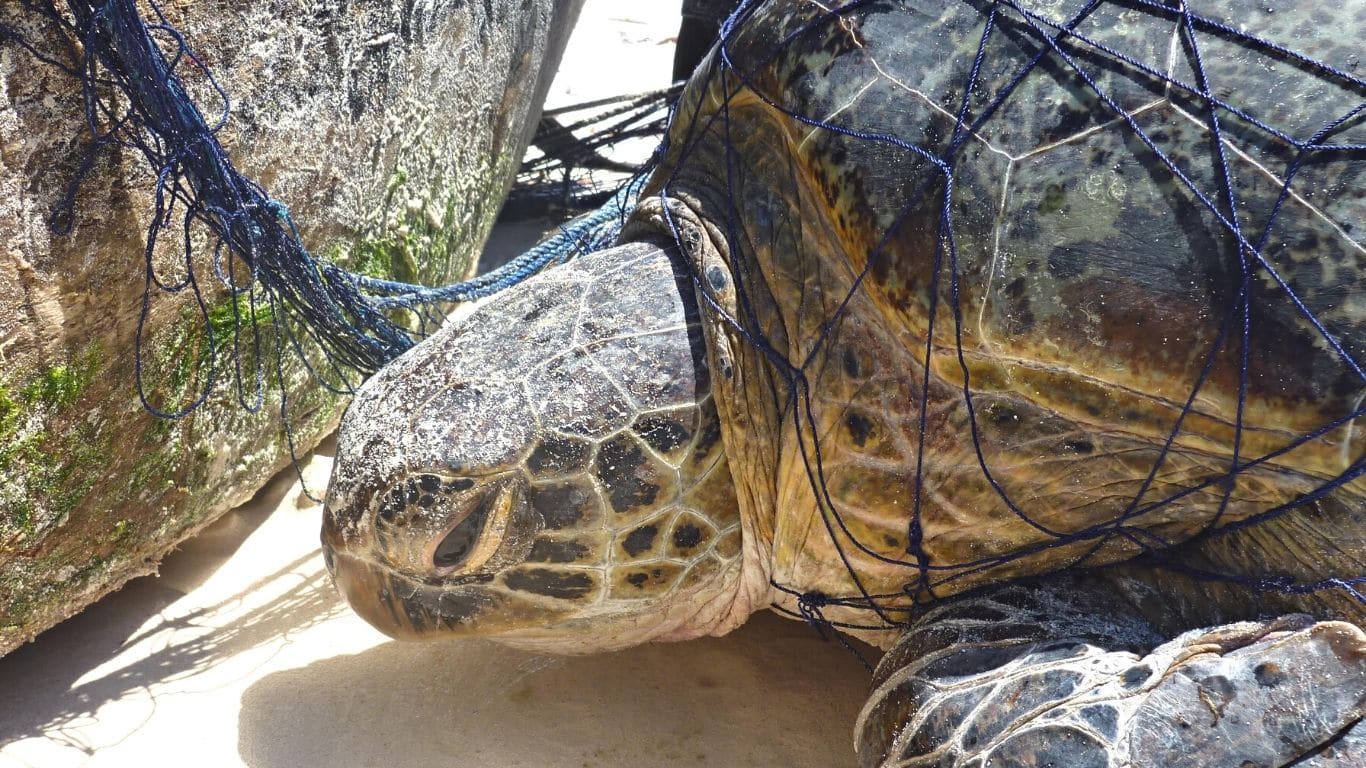 IMAGINE being caught in a fisherman’s net, unable to breathe, destined to SUFFOCATE and DROWN! IMAGINE being a sea turtle!