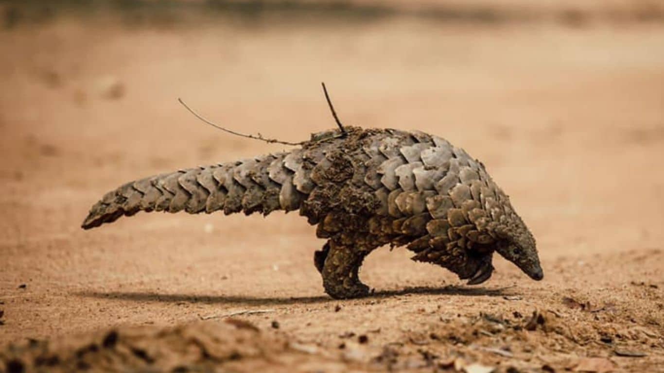 Rescued BABY wild animals (including 4 endangered pangolins) in the clinic are at RISK OF DEATH from stifling heat due to constant power outages!