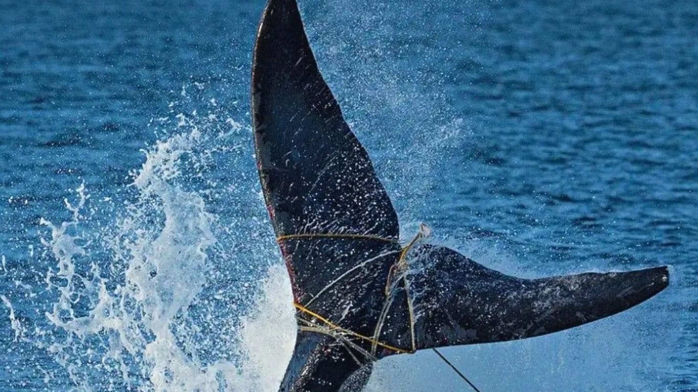 A whale tail entangled in fishing nets