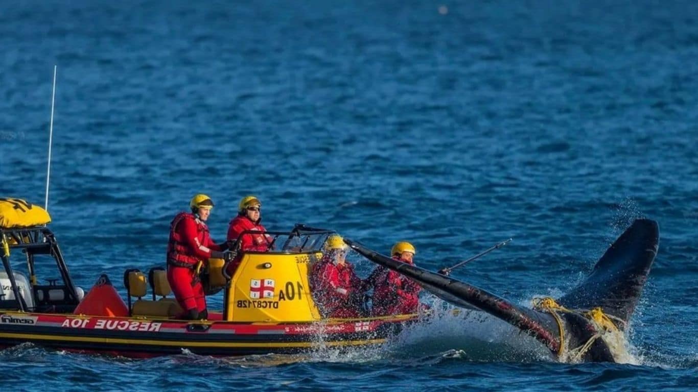 NSRI untangling a whale from a net