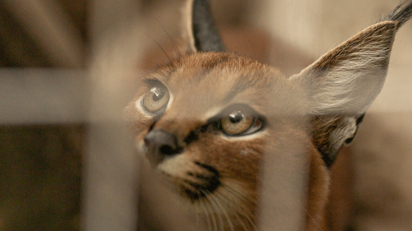 A rescued juvenile caracal