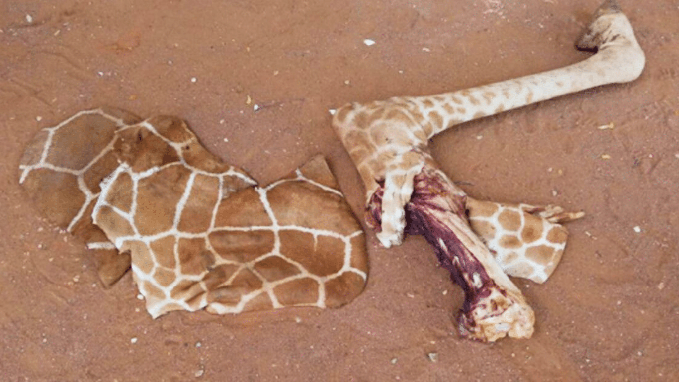 MILITANT TERRORISTS (called Al-Shabaab) are SLAUGHTERING rare giraffes and selling their meat to BUY MORE WEAPONS!