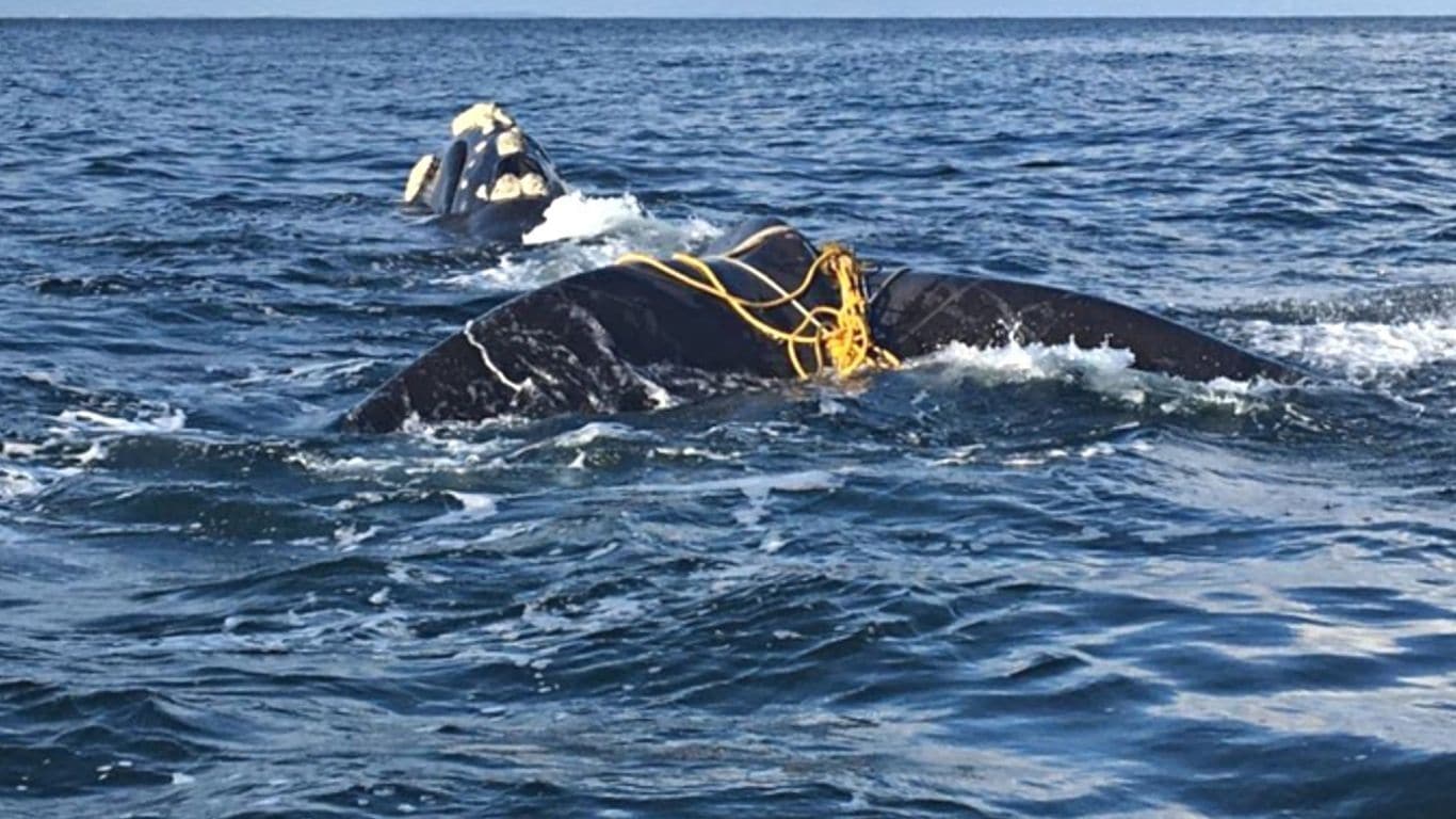 With birthing season approaching, NEWBORN WHALES ARE AT RISK of DEATH by starvation and drowning! All because of fishermen’s nets!