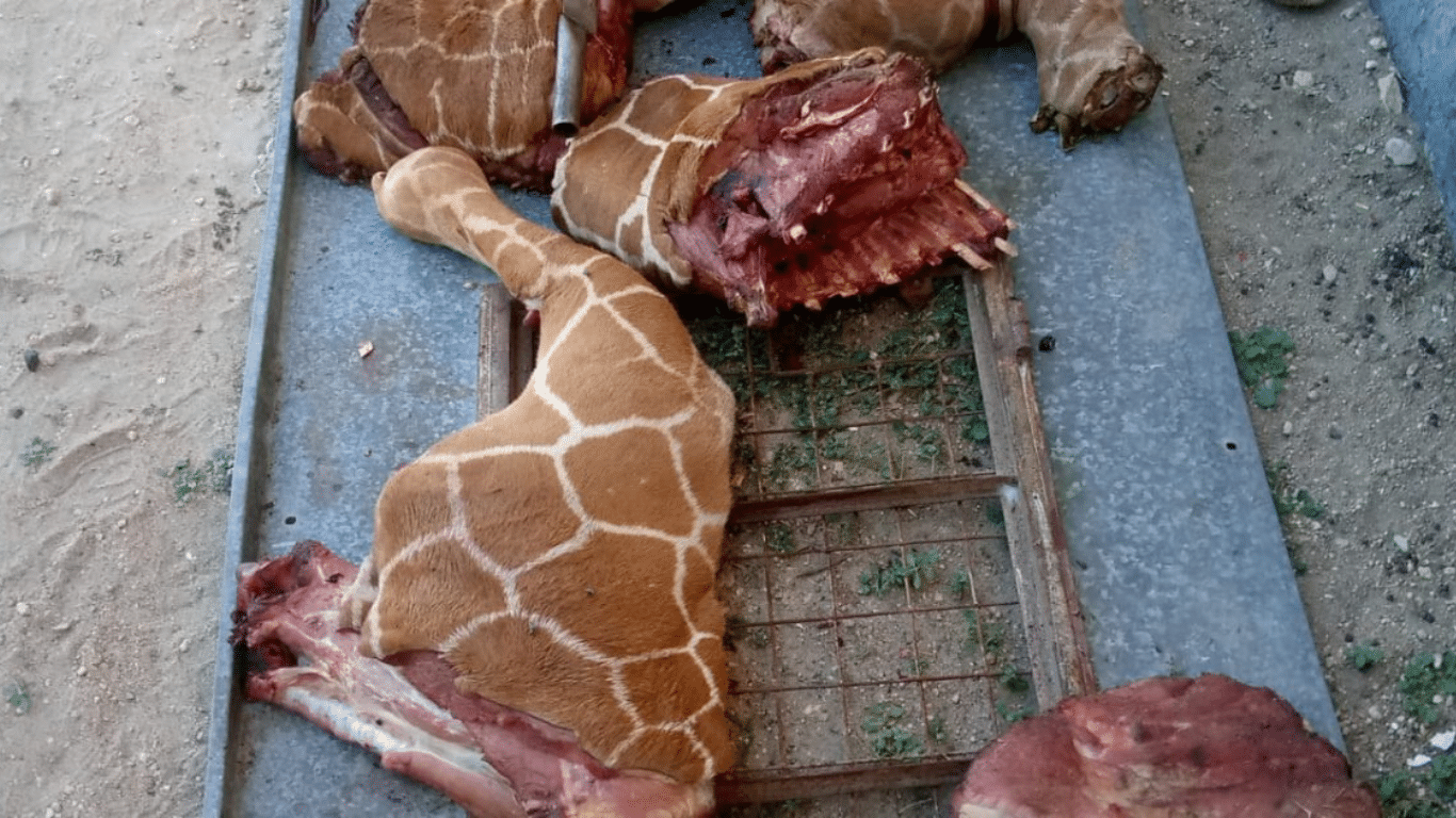 MILITANT TERRORISTS (called Al-Shabaab) are SLAUGHTERING rare giraffes and selling their meat to BUY MORE WEAPONS!