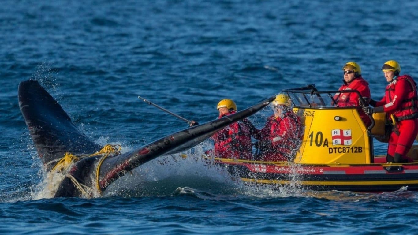 With birthing season approaching, NEWBORN WHALES ARE AT RISK of DEATH by starvation and drowning! All because of fishermen’s nets!