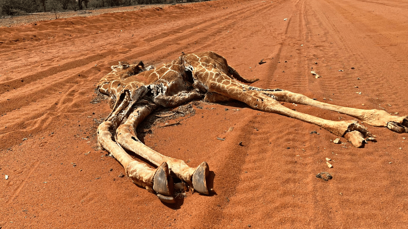 MILITANT TERRORISTS (called Al-Shabaab) are SLAUGHTERING rare giraffes and selling their meat to BUY MORE WEAPONS!