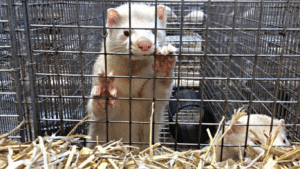 Ireland Becomes Latest European Country To Ban Fur Farming