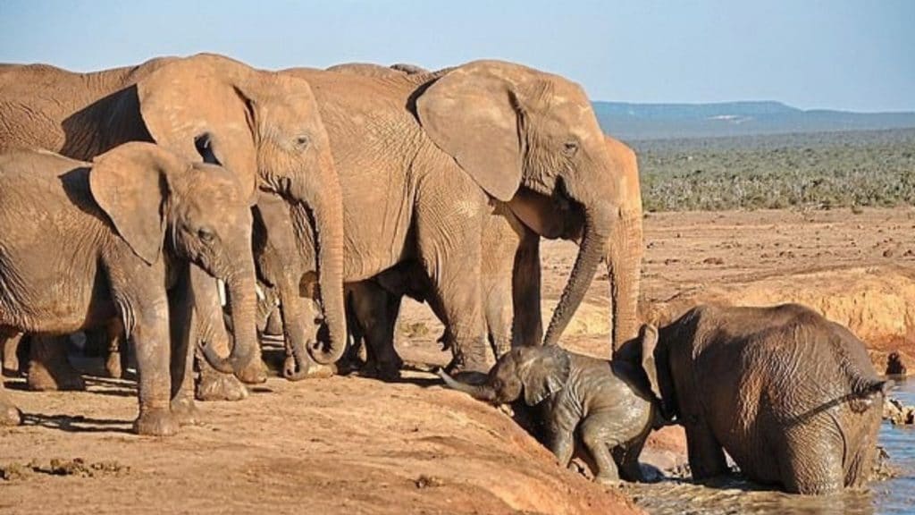 The pitifully desperate cries of helpless baby elephants can be heard far and wide!