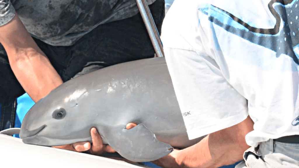 New York Times: Trying to Keep 10 Porpoises From Shrinking Down to Zero