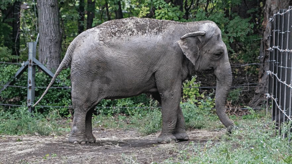 Much To Trumpet About: US Court To Decide If Happy The Elephant Has Human Rights