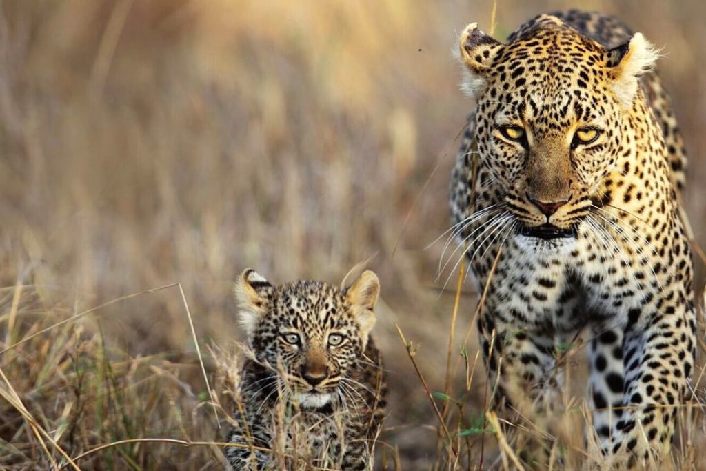 Temporary reprieve for SA wildlife as trophy hunting quotas halted