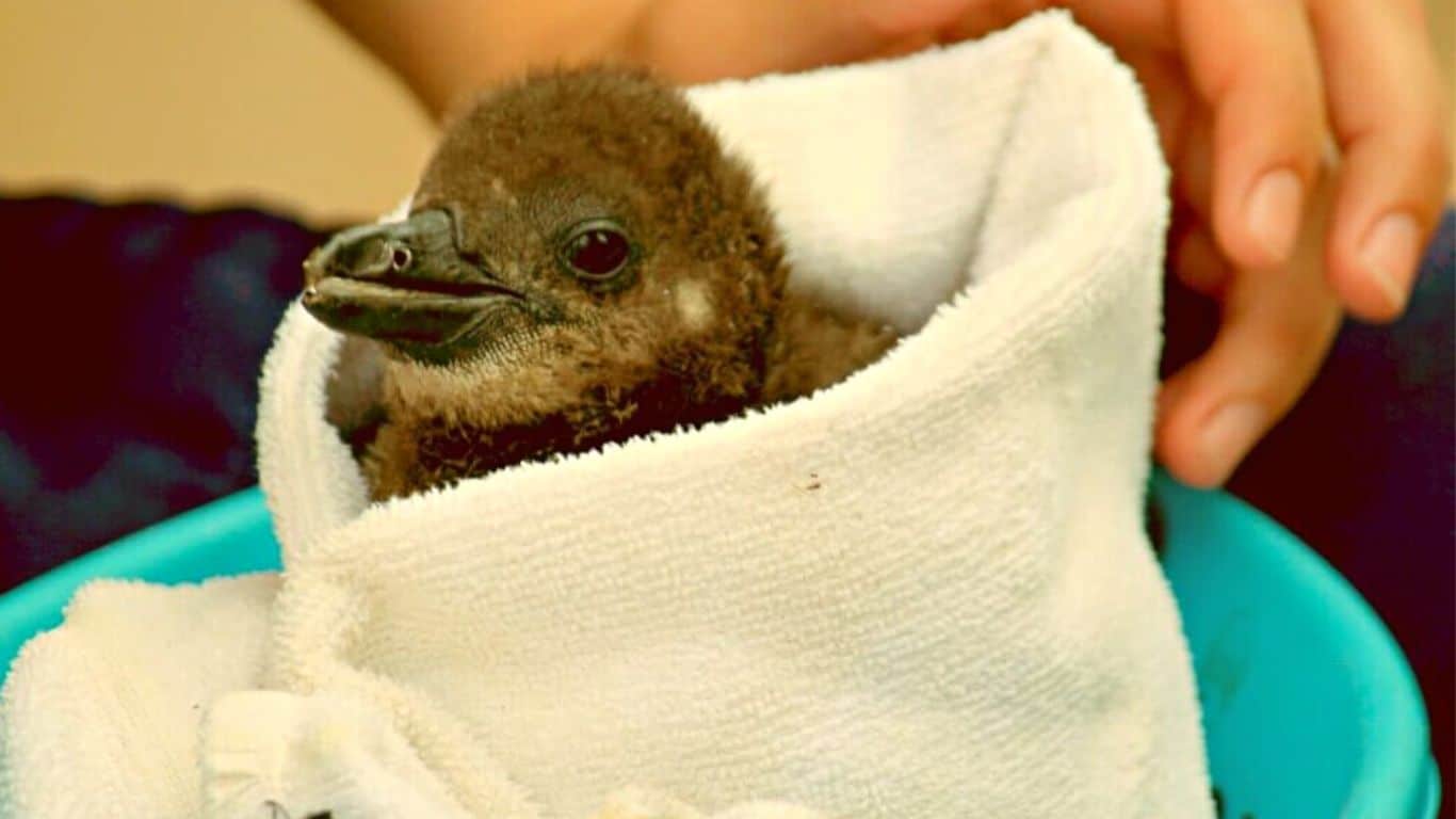 WICKED WEATHER EMERGENCY! Tiny PENGUIN CHICKS will DIE unless we AIRLIFT them to safety!