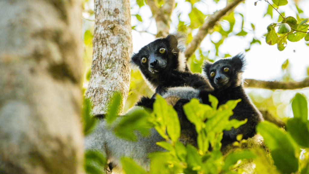 GONE FOREVER? NOT YET! We cannot, must not, WILL NOT let heartless and illegal slash-and-burn loggers drive indri lemurs the way of the dodo.
