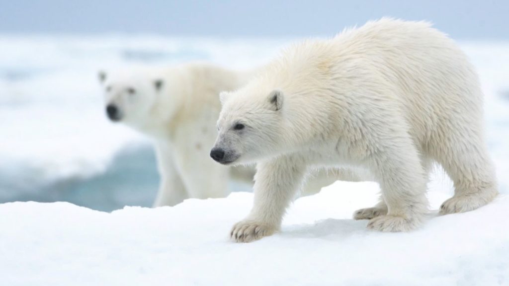Two polar bears in Canada