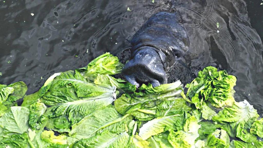 Locals Drop 202,000 Pounds of Lettuce into Florida’s Indian River Lagoon to Feed Starving Manatees