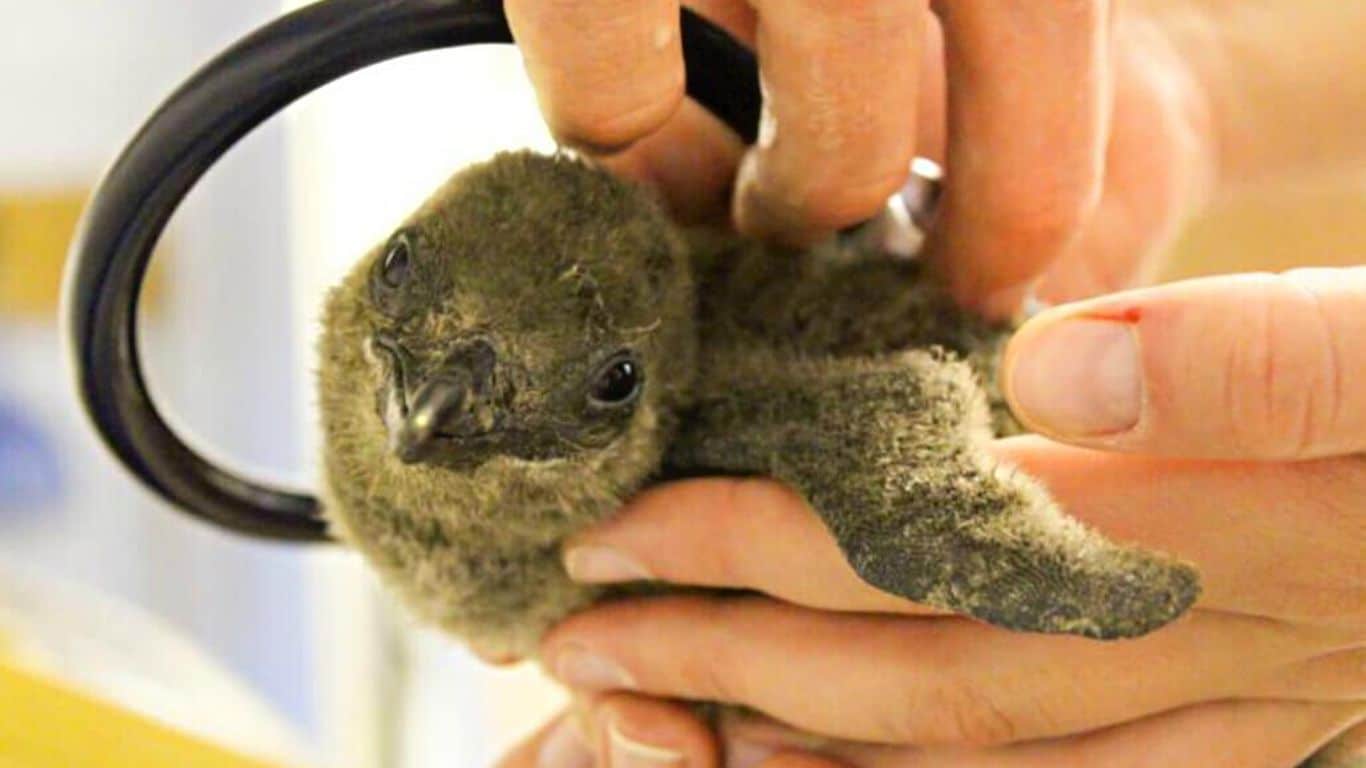 Rescuing abandoned, endangered African penguin chicks