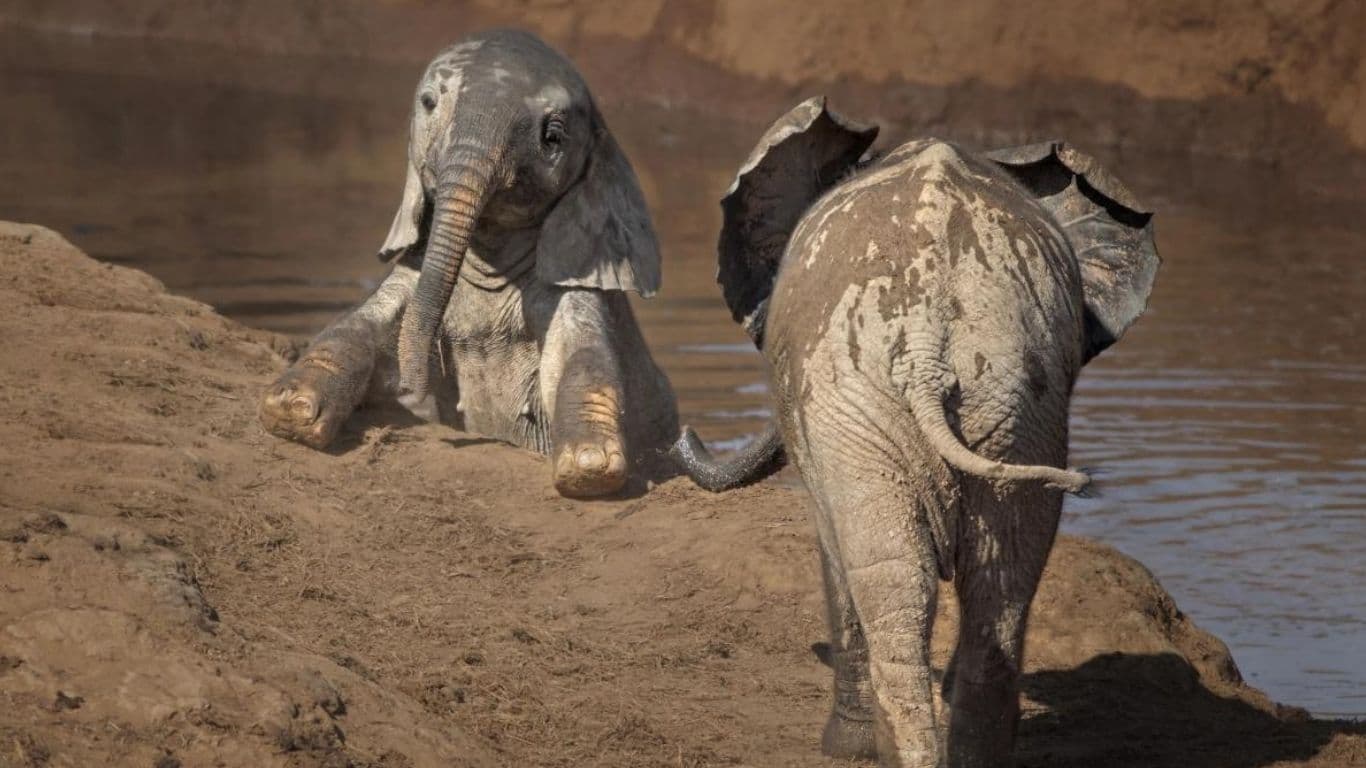 The pitifully desperate cries of helpless baby elephants can be heard far and wide!