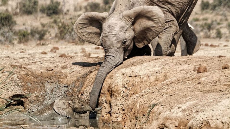 Preventing elephant calves from getting stuck in muddy waterholes
