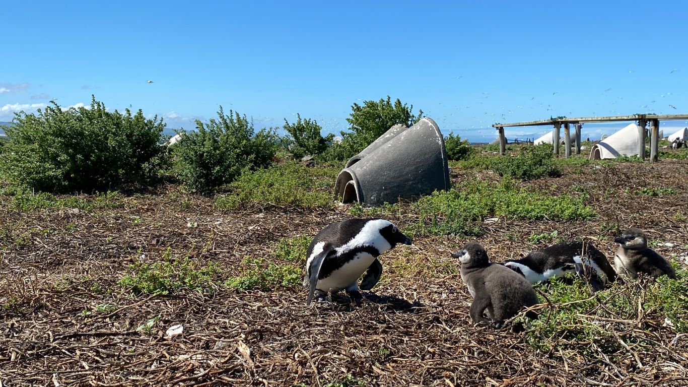 WICKED WEATHER EMERGENCY! Tiny PENGUIN CHICKS will DIE unless we AIRLIFT them to safety!