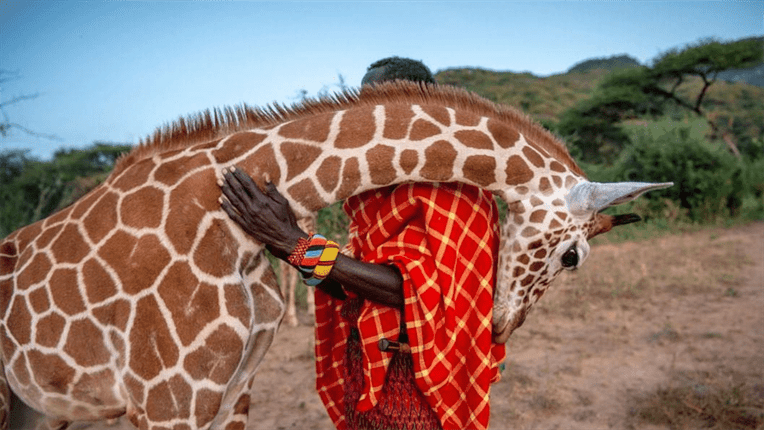 In Wajir, Kenya, rare reticulated giraffes are poached by terrorist groups