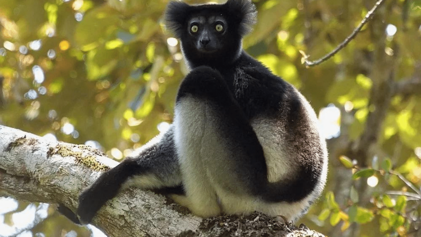 GONE FOREVER? NOT YET! We cannot, must not, WILL NOT let heartless and illegal slash-and-burn loggers drive indri lemurs the way of the dodo.