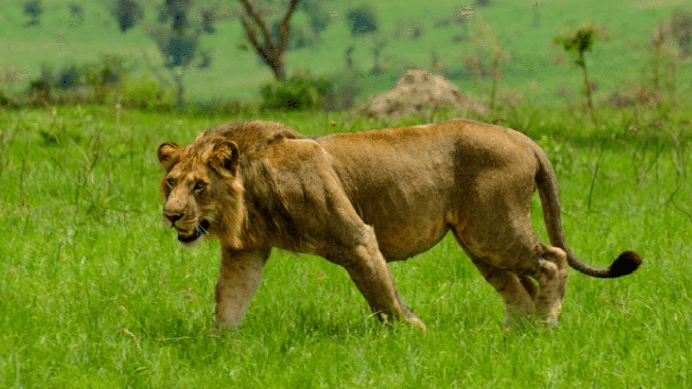 Feeding twenty abandoned lions in the Congo