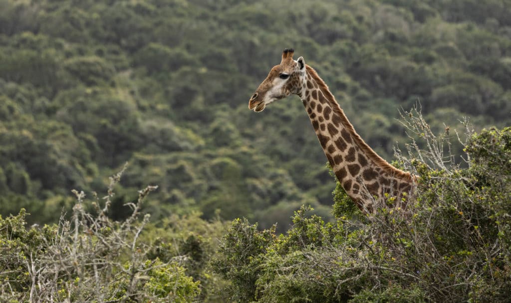 Giraffes in Africa to be relocated to safetyby Animal Survival International