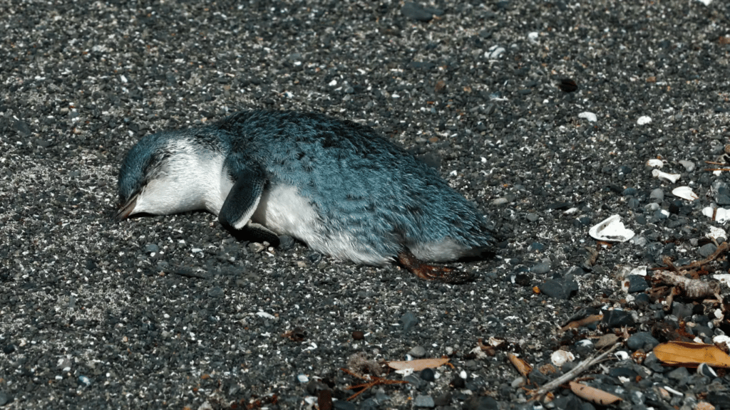 Gizmodo: Hundreds of Little Blue Penguins Are Washing Up Dead in New Zealand Amid an Ocean Heatwave