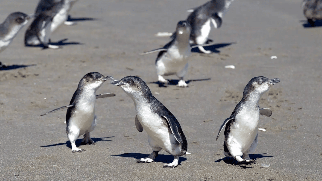 Little blue penguins are the smallest type of penguin in the world