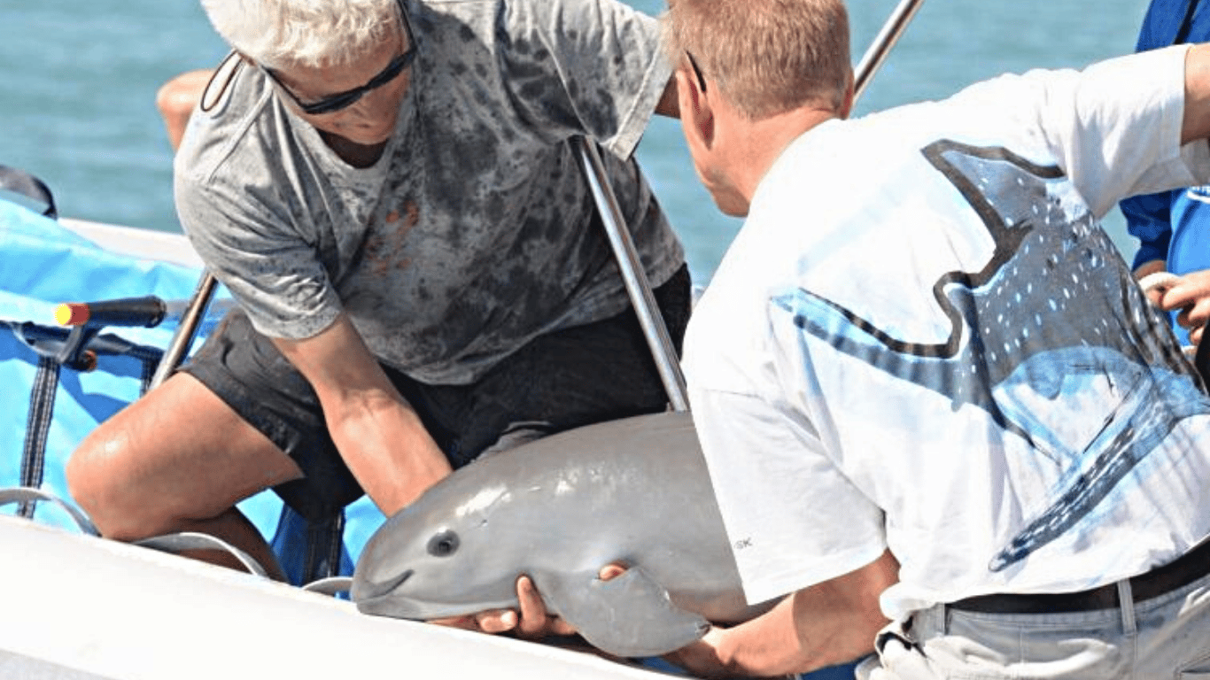 URGENT! Illegally caught and drowned in fishermen’s nets, less than a dozen rare vaquitas (small porpoises) still swim free today. THERE IS A CHANCE TO SAVE THEM!