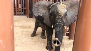 Namibia’s Wildlife Policy Slammed Over Recent Export of Elephants to the UAE