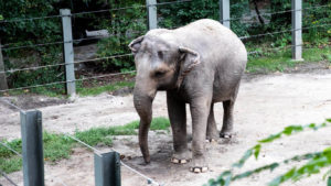 Happy the Elephant is Not a Person, New York Court Rules