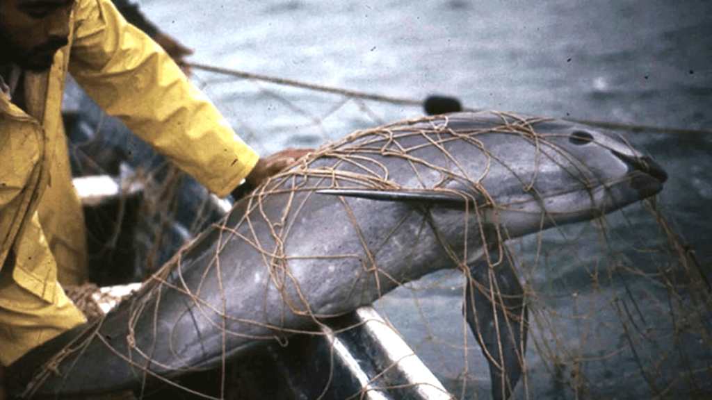 URGENT! Illegally caught and drowned in fishermen’s nets, less than a dozen rare vaquitas (small porpoises) still swim free today. THERE IS A CHANCE TO SAVE THEM!