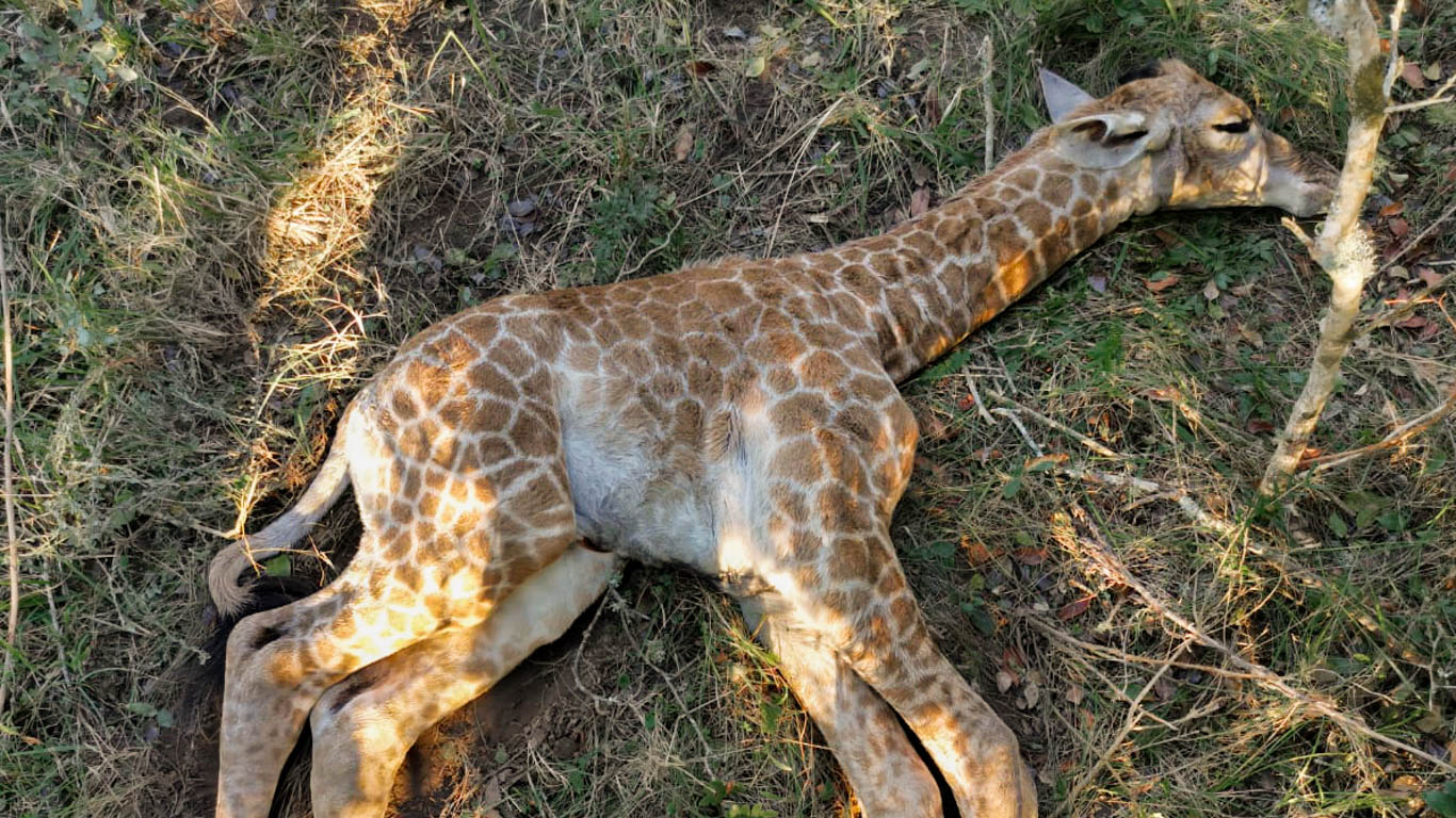 adult giraffe sleeping