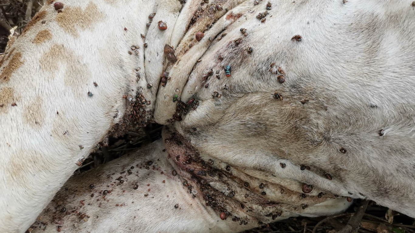 Three wild giraffes MUST BE MOVED IMMEDIATELY. Two CALVES have already DIED!